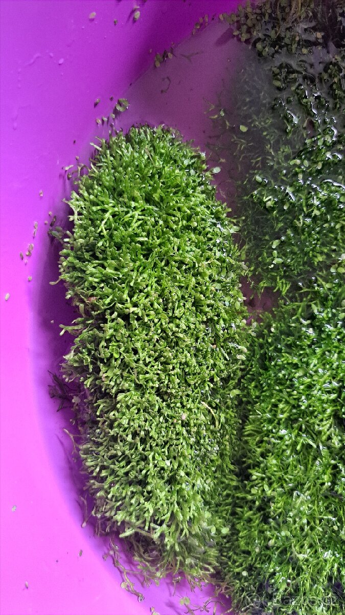 Akvarijní rostliny - 2