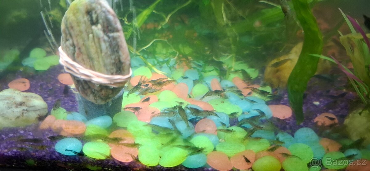 Krevetky sladkovodní - 2