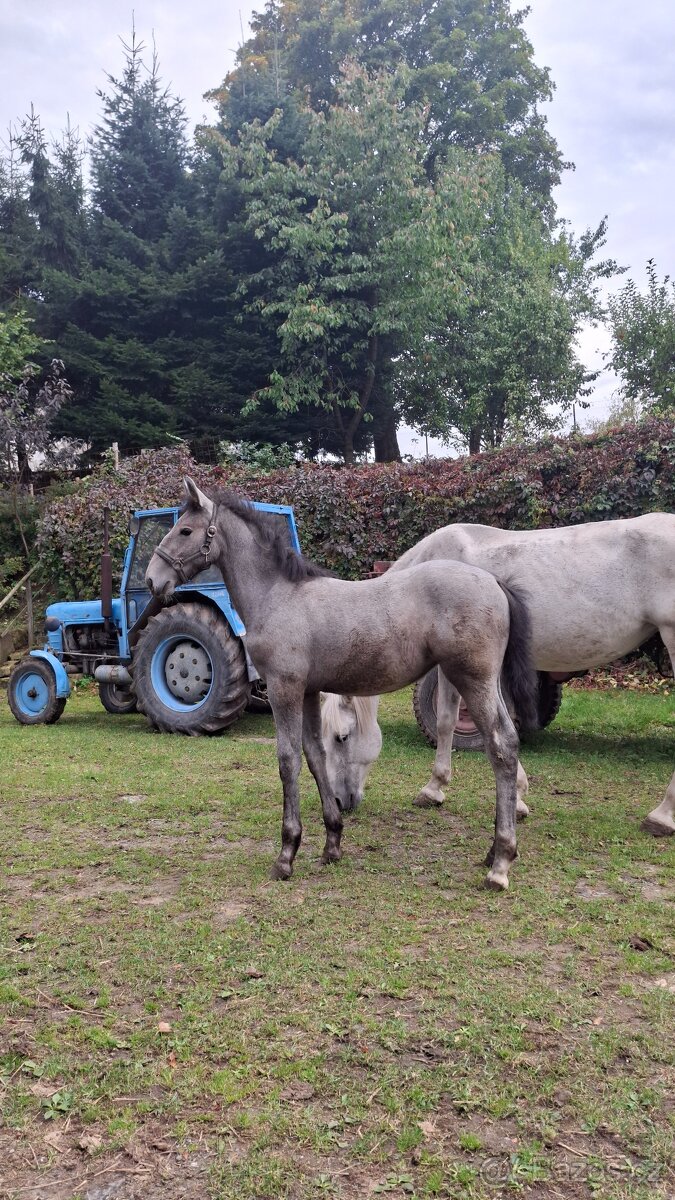 Starokladrubska klisna - 2