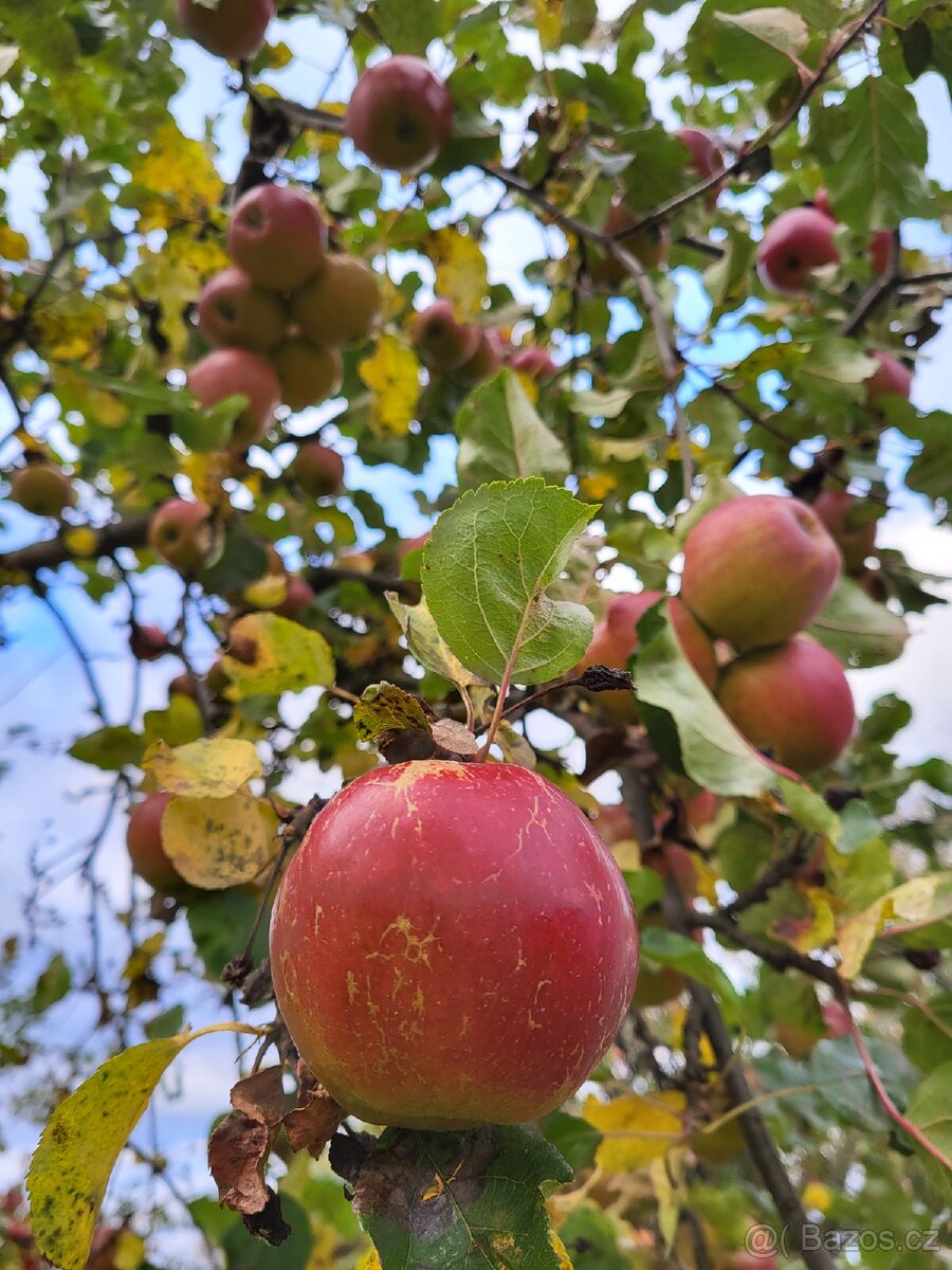 Jablka samosběr - 2