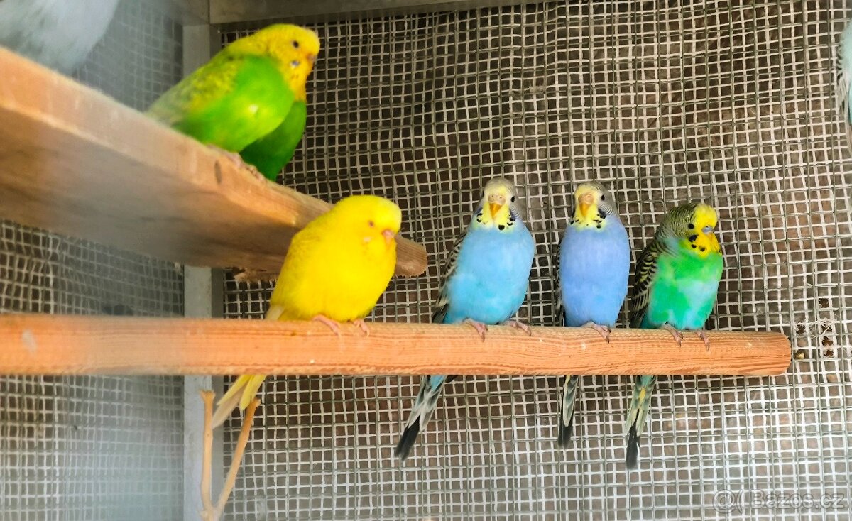 Andulka vlnkovaná - 2