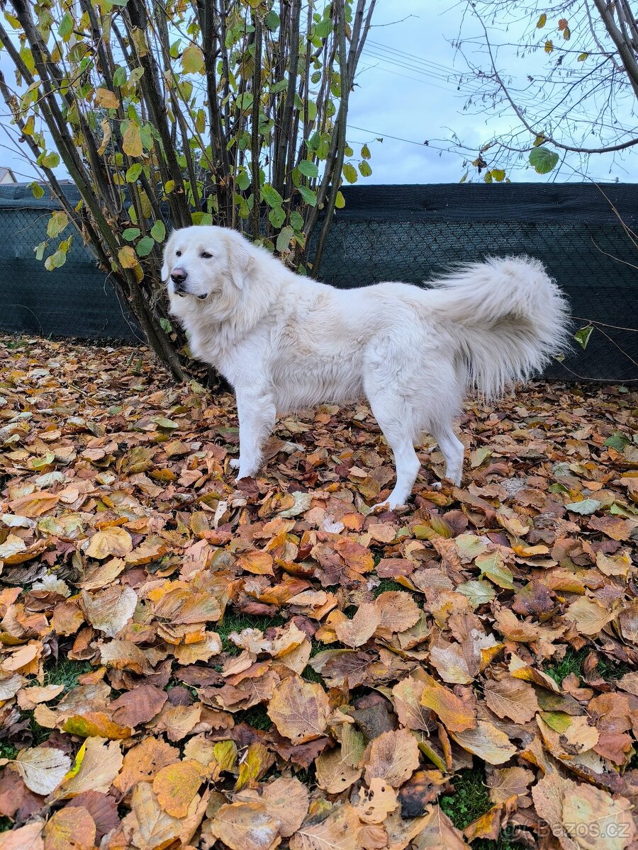 Slovenský Čuvač ke krytí bez PP - 2