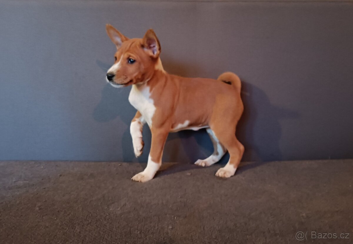 Basenji - štěňata bez pp - 2