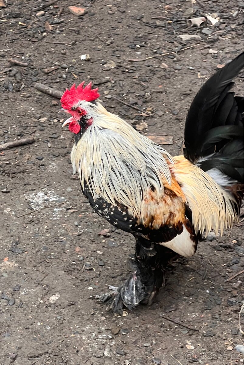 Kříženec araukany a hedvábničky - 2