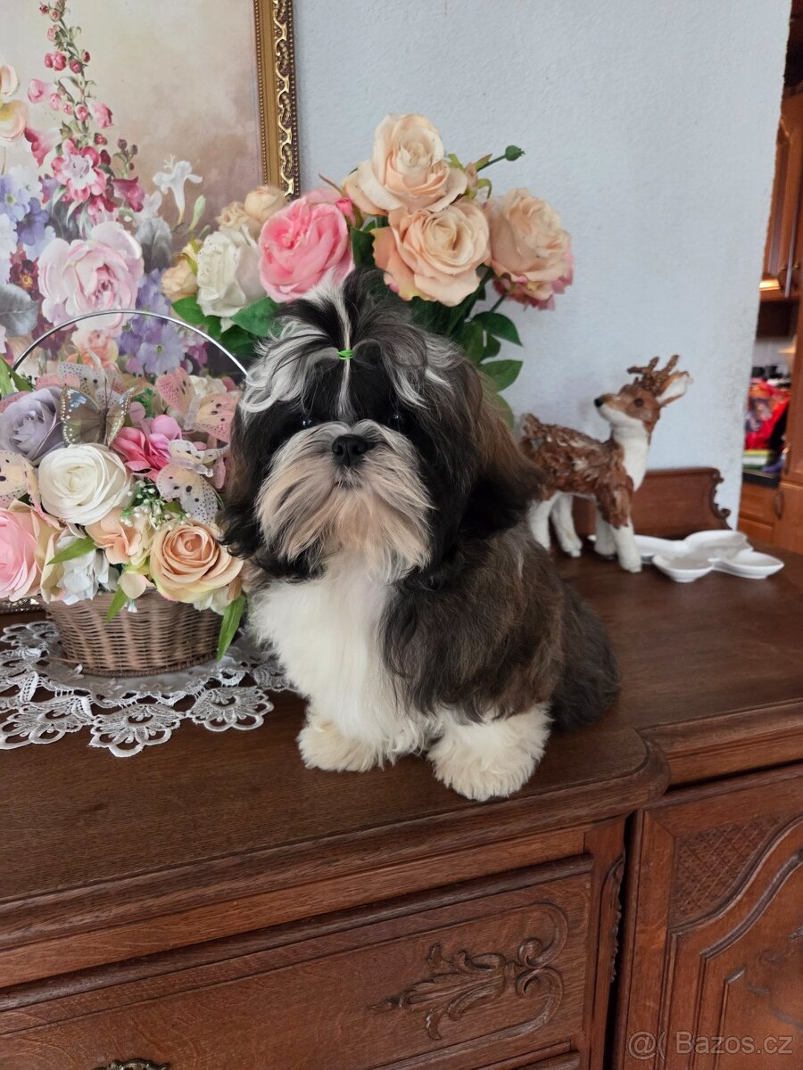 Šteniatka shih tzu s PP - 2