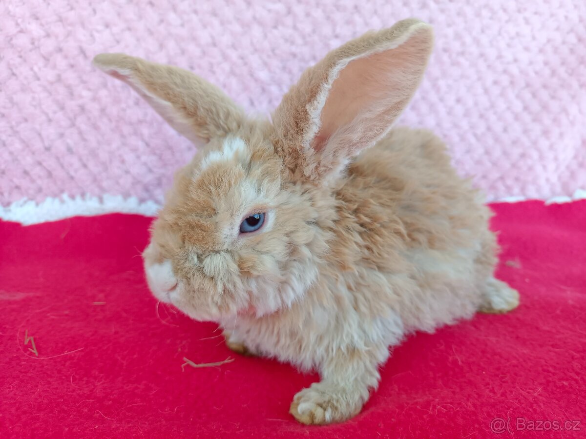 Zakrslý beránek - 2