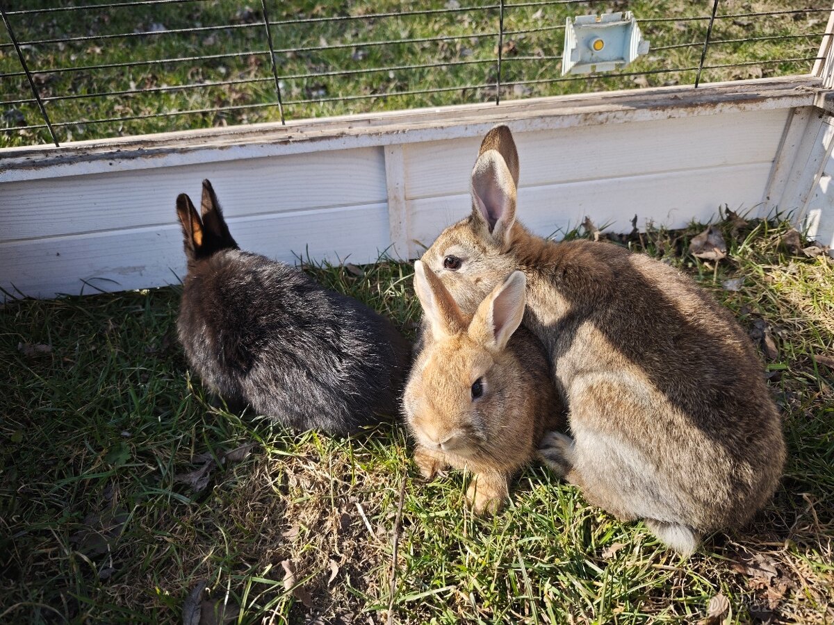 Kříženci hyly - 2