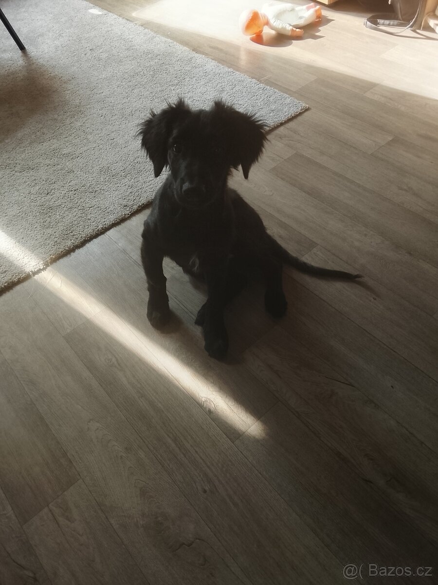 Prodám štěně - 2