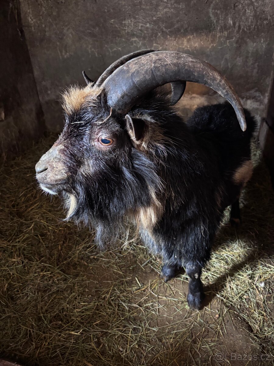 Kozel plemeník kamerunský - 2