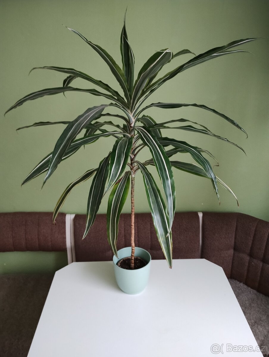 Dračinec - dracaena - 2