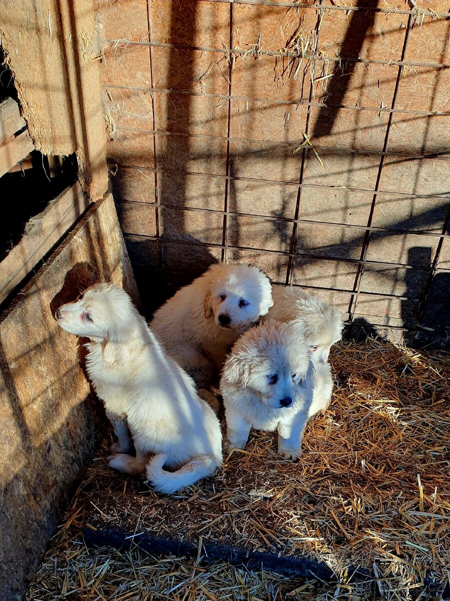 Slovenský čuvač štěňata - 2