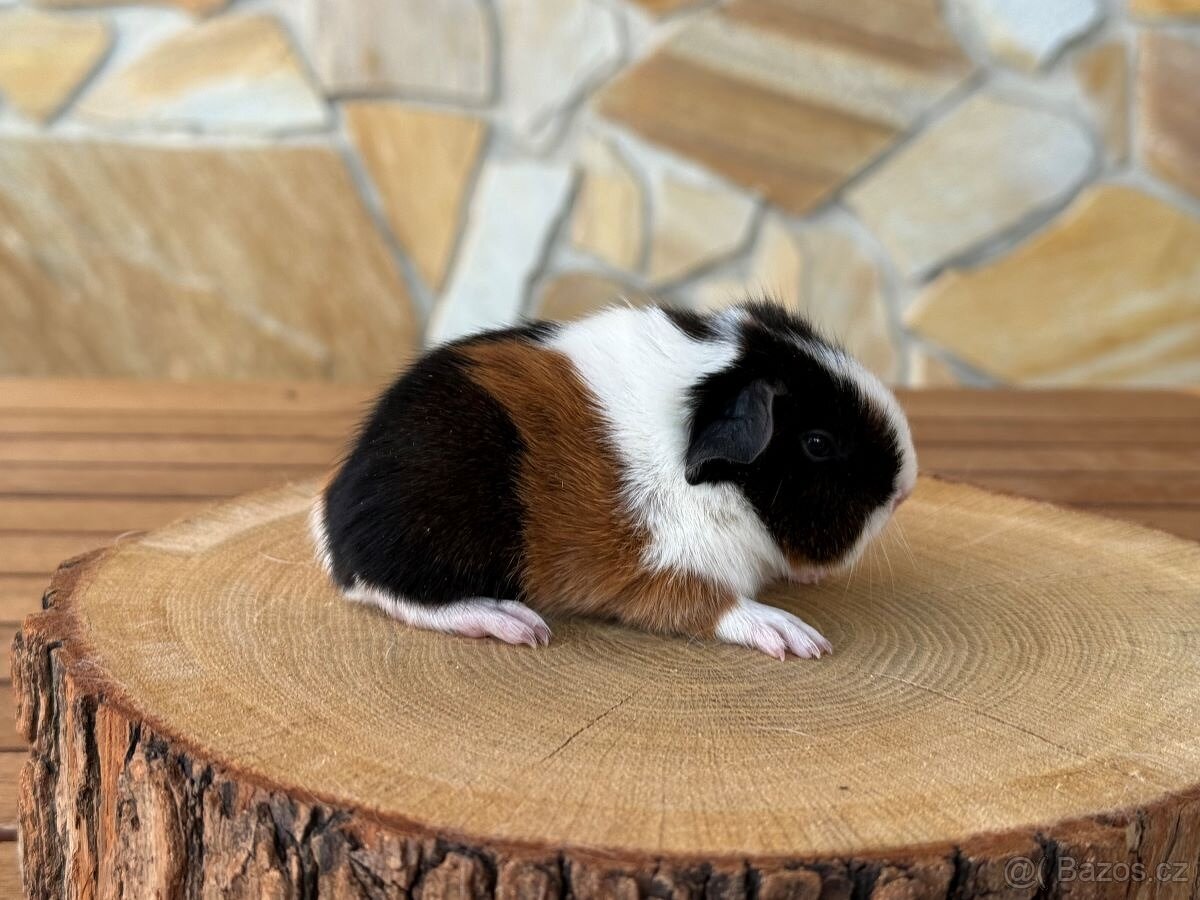 Morče, morčata s PP - 2