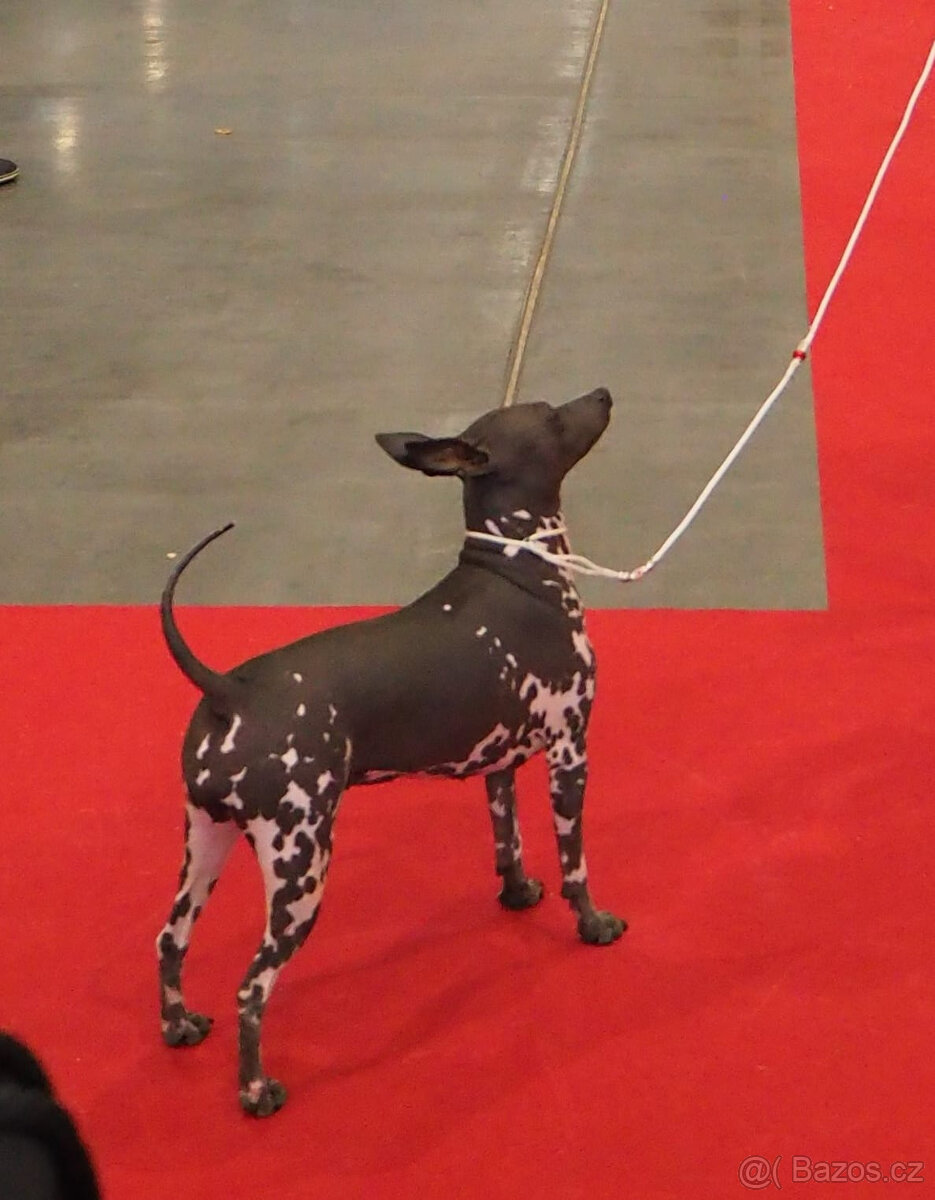 Chovatelská stanice Silesia Iron americký bezsrstý teriér - 2
