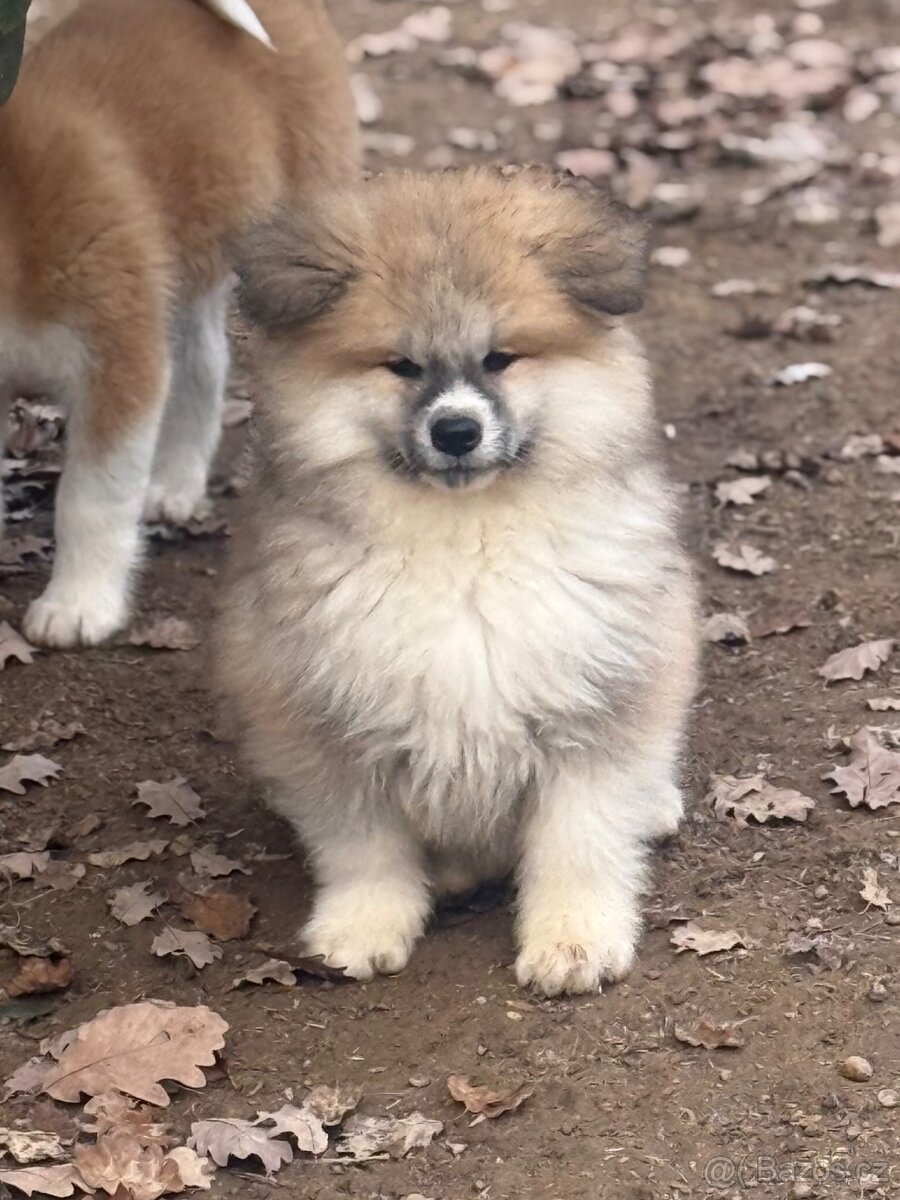 Akita Inu s průkazem původu (PP) - odběr ihned - 2