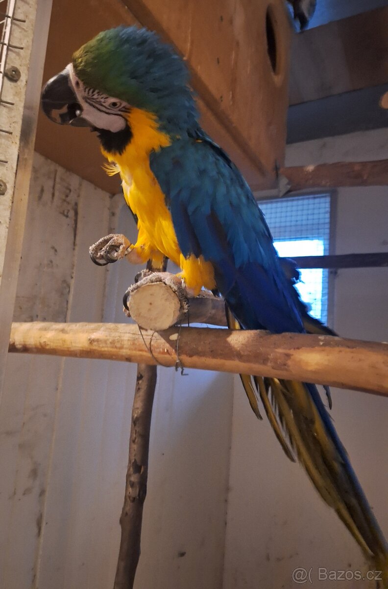 Ara Ararauna 0.1 - 2