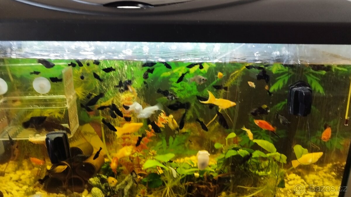 Prodám Black Molly - 2