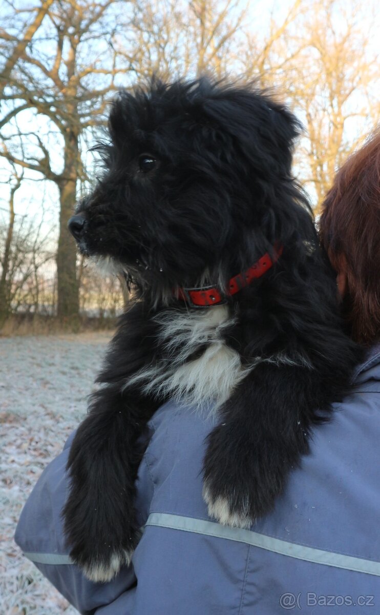 Pyrenejský ovčák - štěňátka s PP - 2