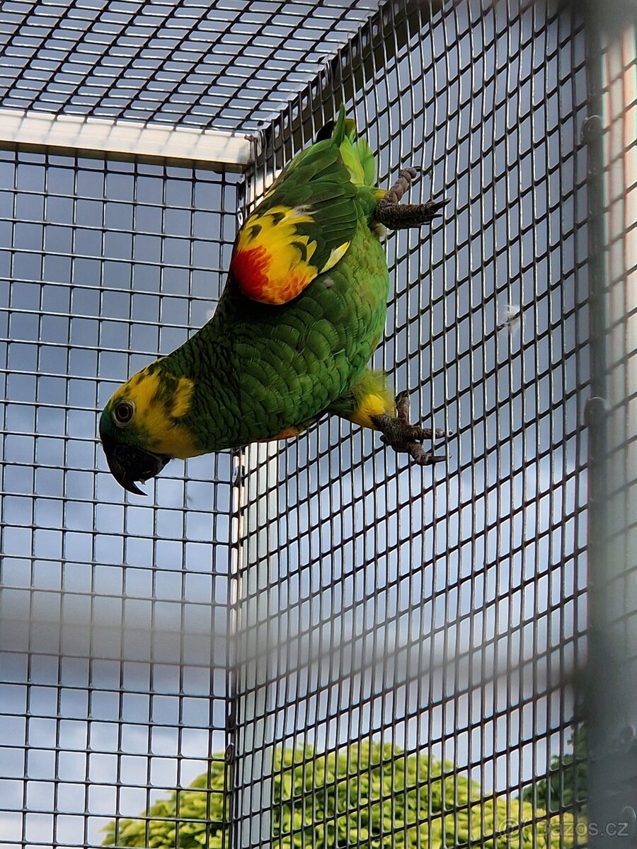 Amazoňan modročelý - 2