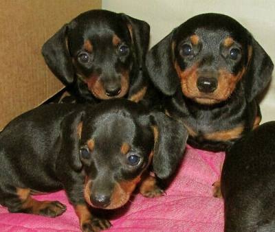 Jezevčík trpasličí krátkosrstý - 2