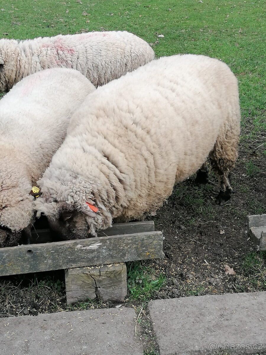 Koupím ovce a jehňata - 2