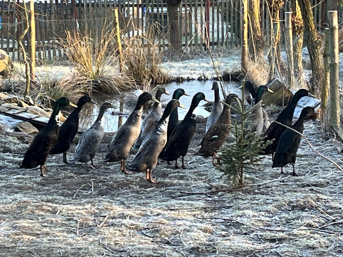 Indický běžec - 2