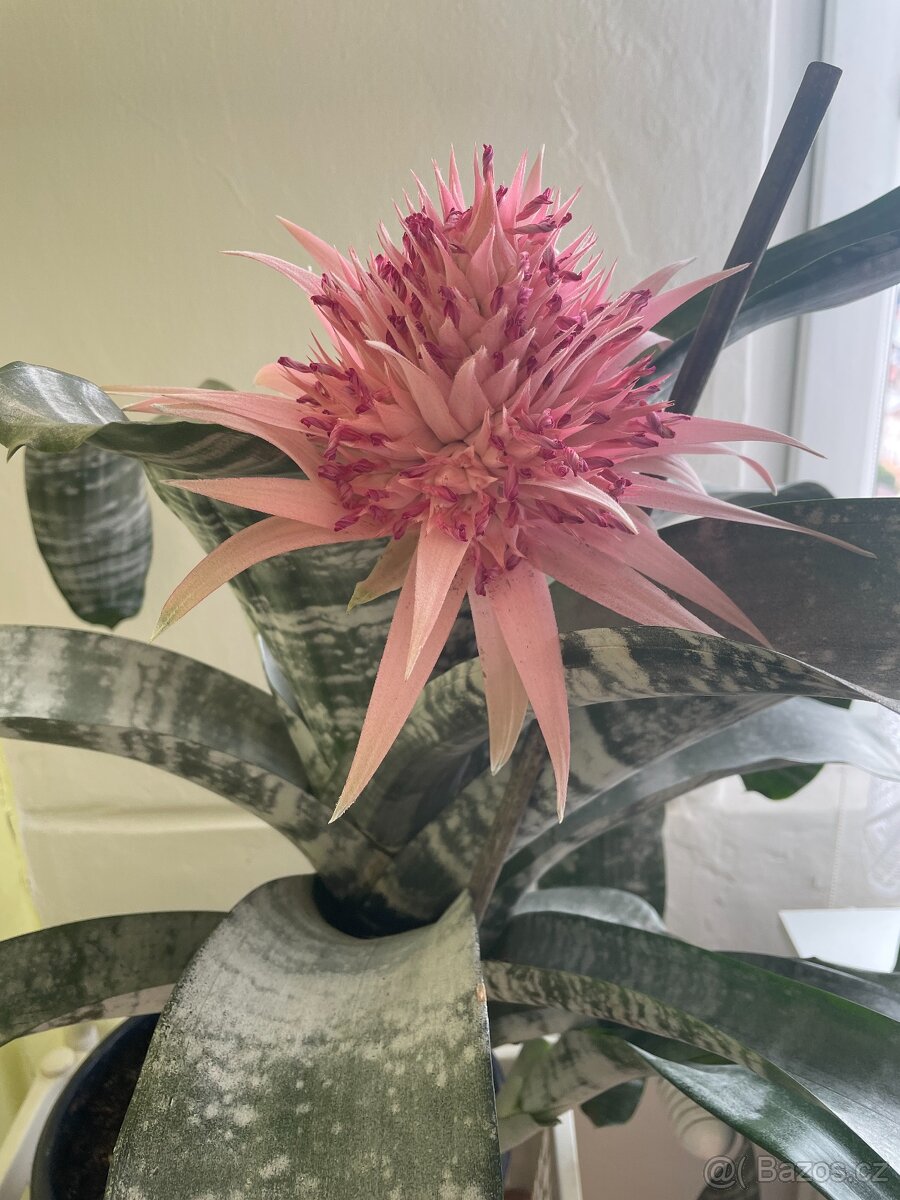 pokojová kytka Aechmea - 2