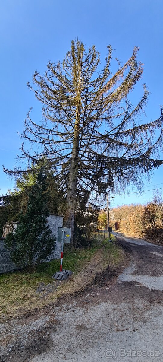 Rizikové kácení - 2