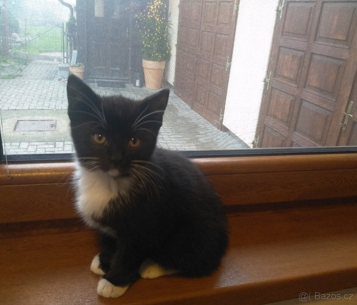 Černobílé kotě - kocourek REZERVACE paní Cihlarova - 2