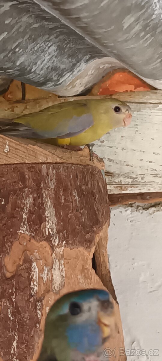 Neoféma tyrkysová skořice 0,1 kr.25 - 2