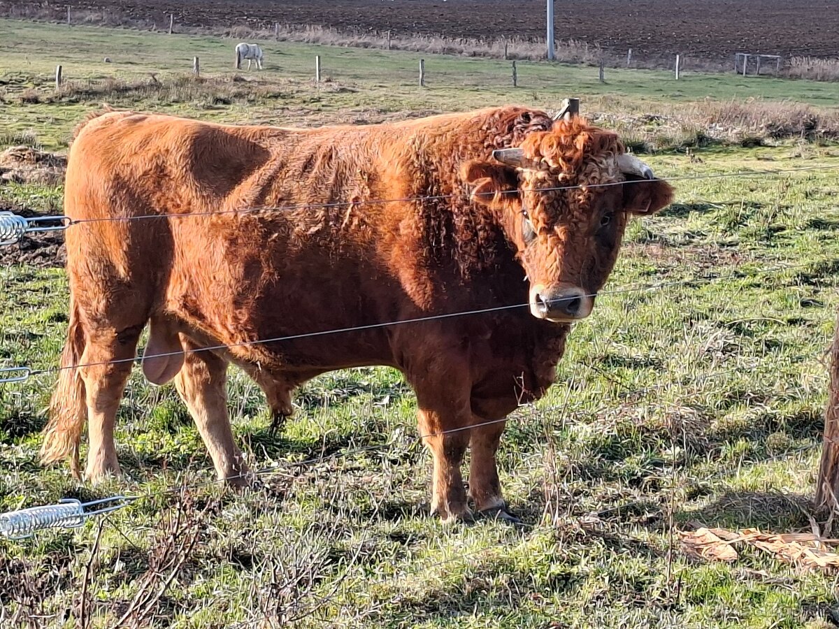 Prodám býka z eko chovu - 2