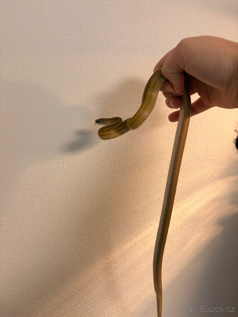 Užovka červená + terarium - 2