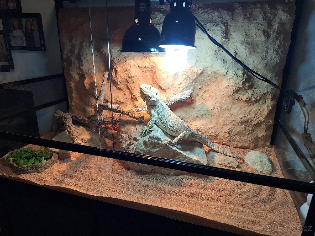 Terarium ReptiPlanet 90x45x60 - 2