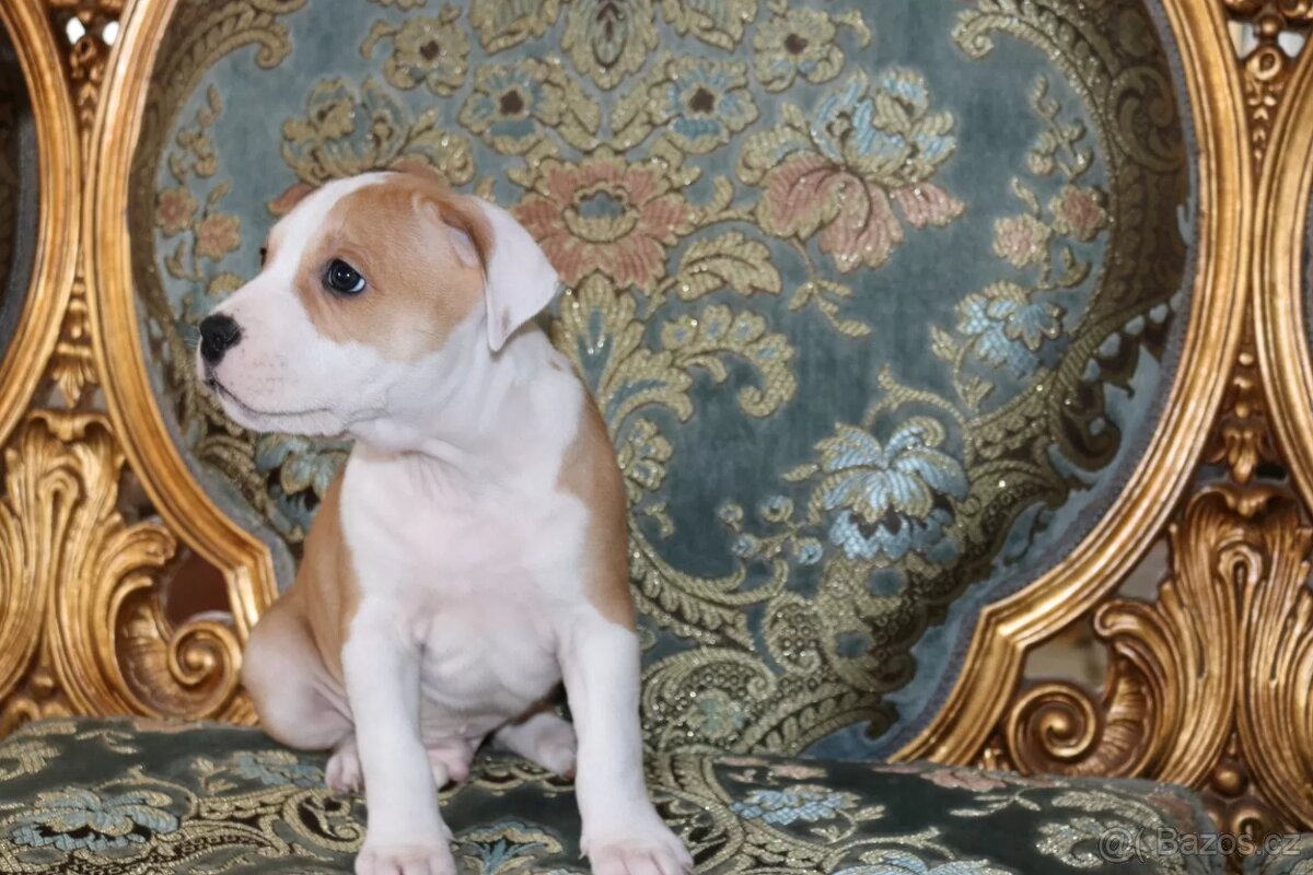 Americký Stafordširský Teriér - 2