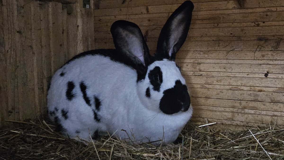 Německý obrovitý strakáč - 2