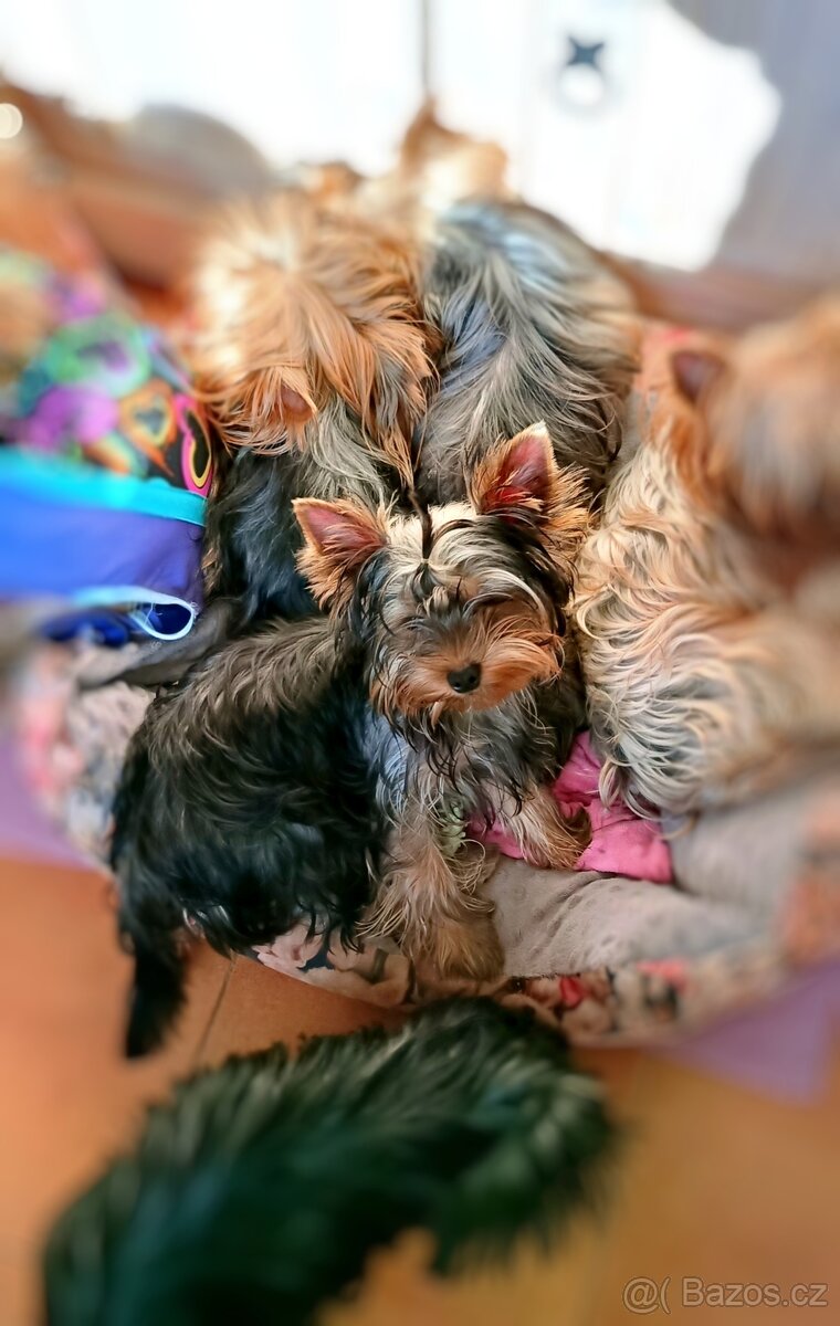 Jorkšírský teriér s PP -FCI - 2