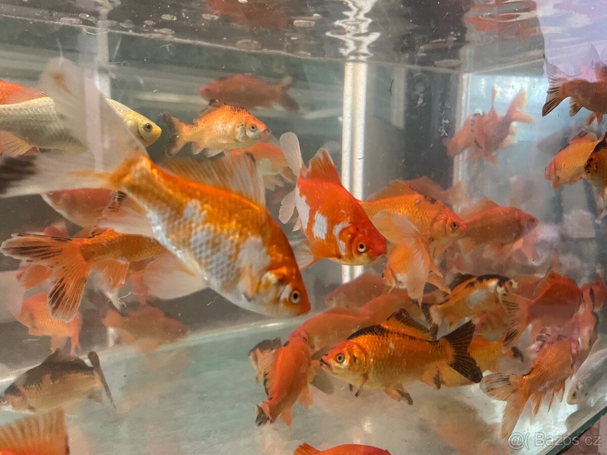 Rybky Karas zlatý- červený - 2