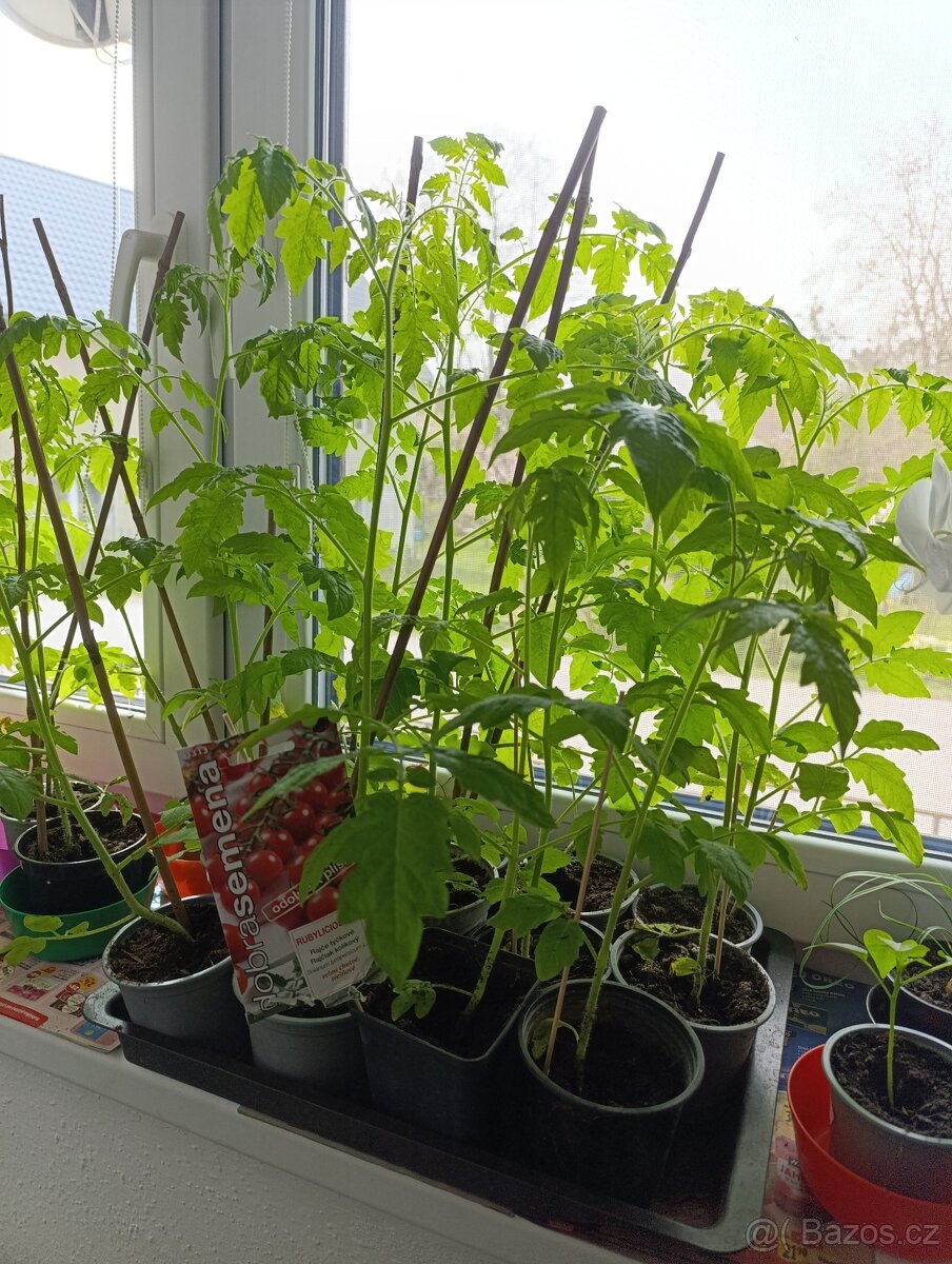 Sazenice rajčat a paprik - 2