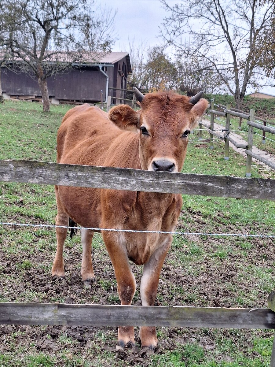 jalovička Jersey - 2