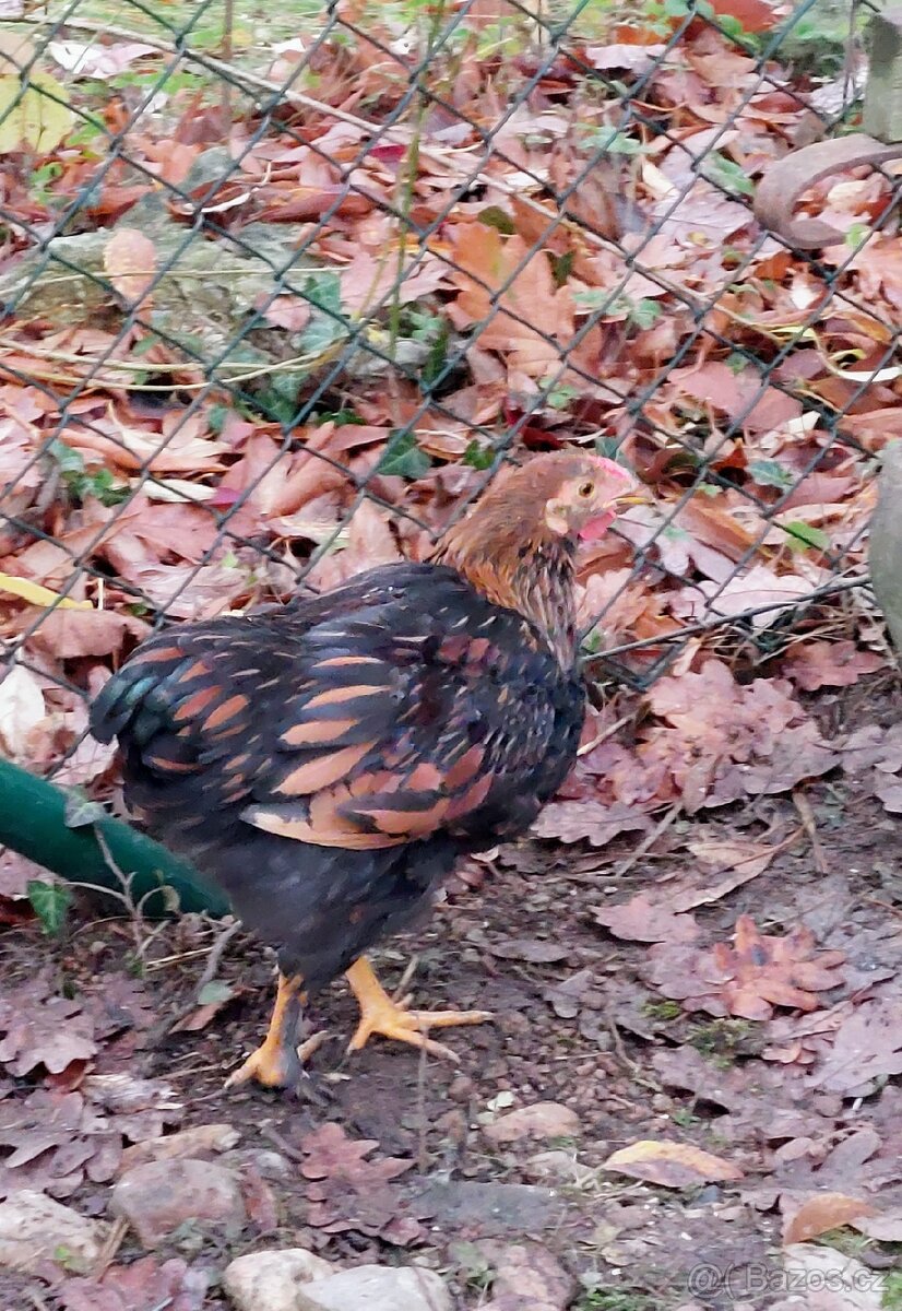 Zdrobnělý kohoutek - 2