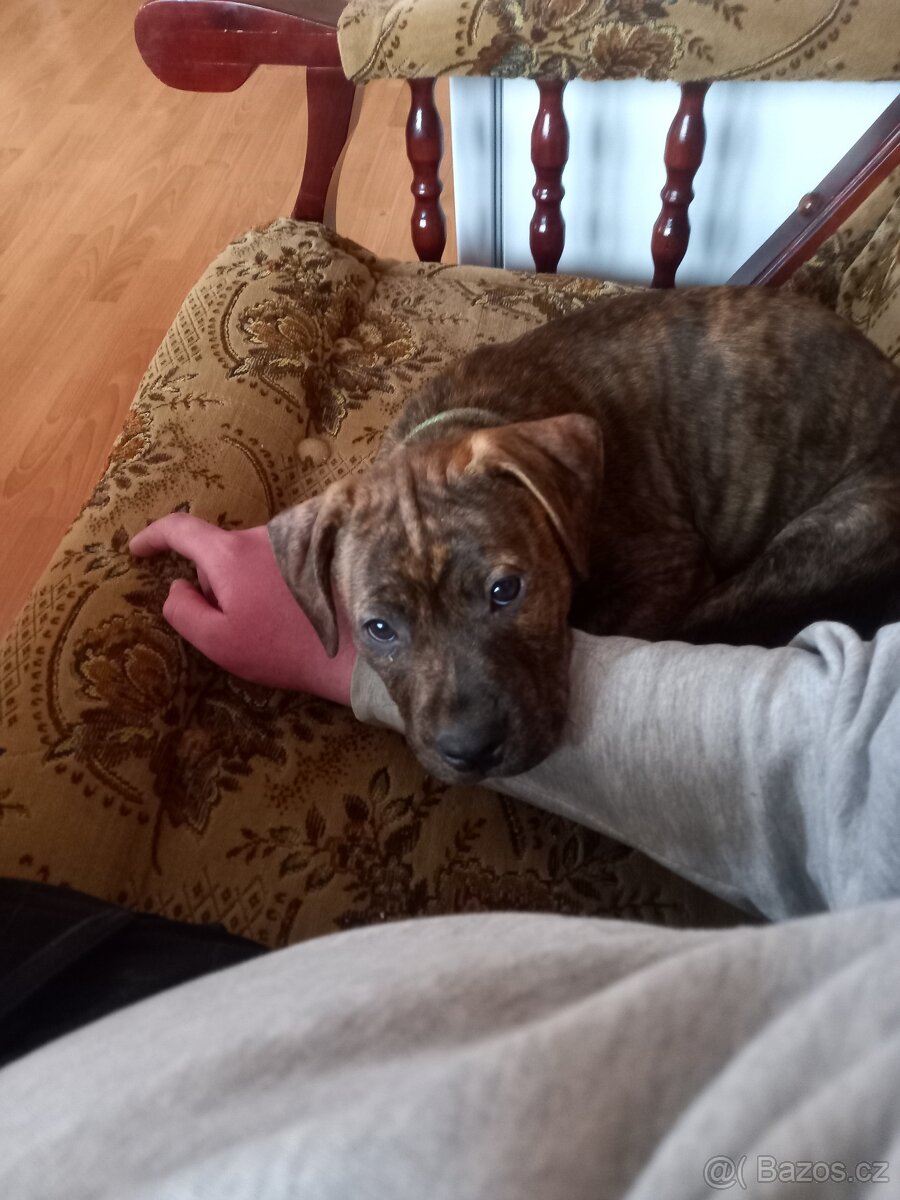 Štěňátko Staford - 2