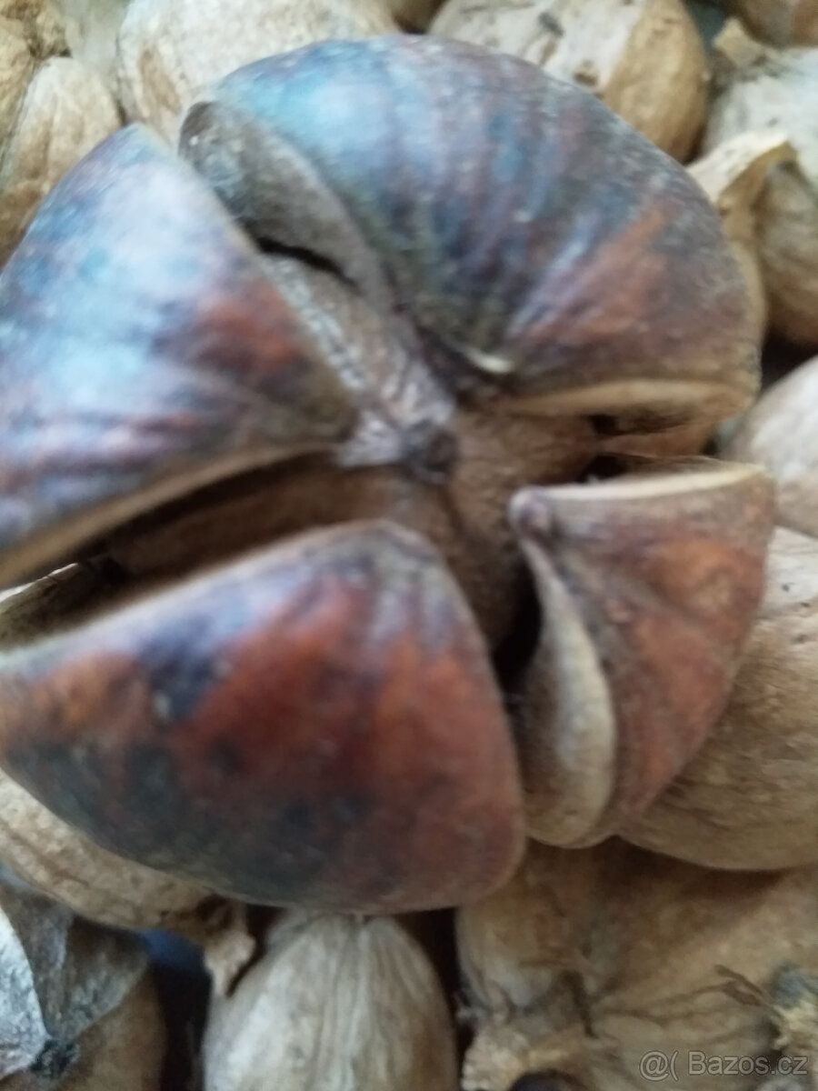 Ořechovec vejčitý, vzácný strom, semena 4kusy - 2