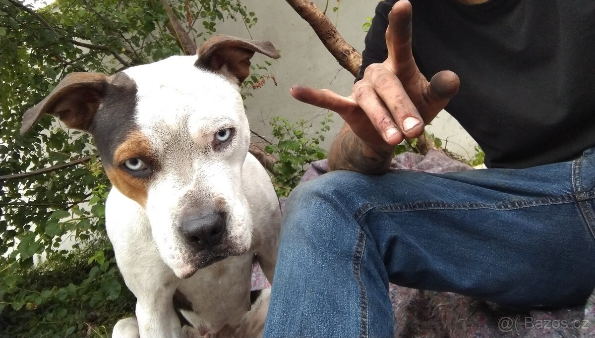 Štěňátka Pitbulla - 2