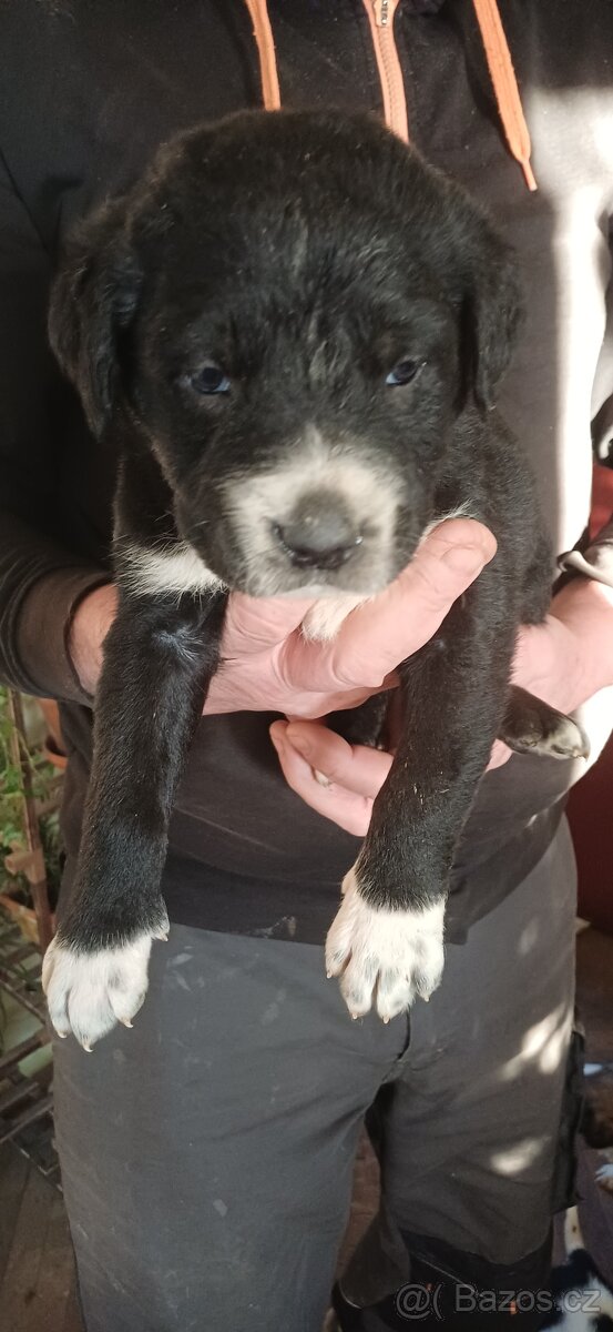 Štěňátka SAO - 2