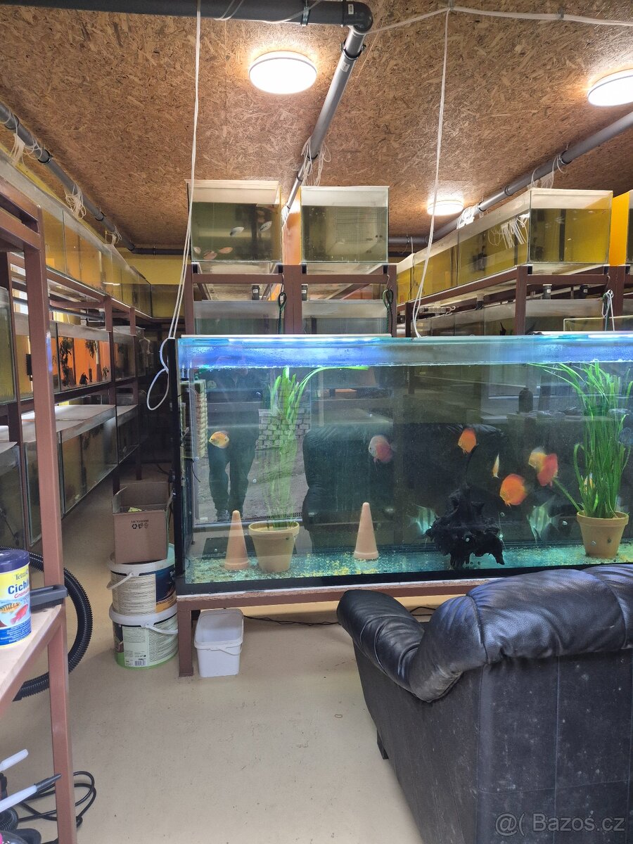Akvarijni ryby - 2