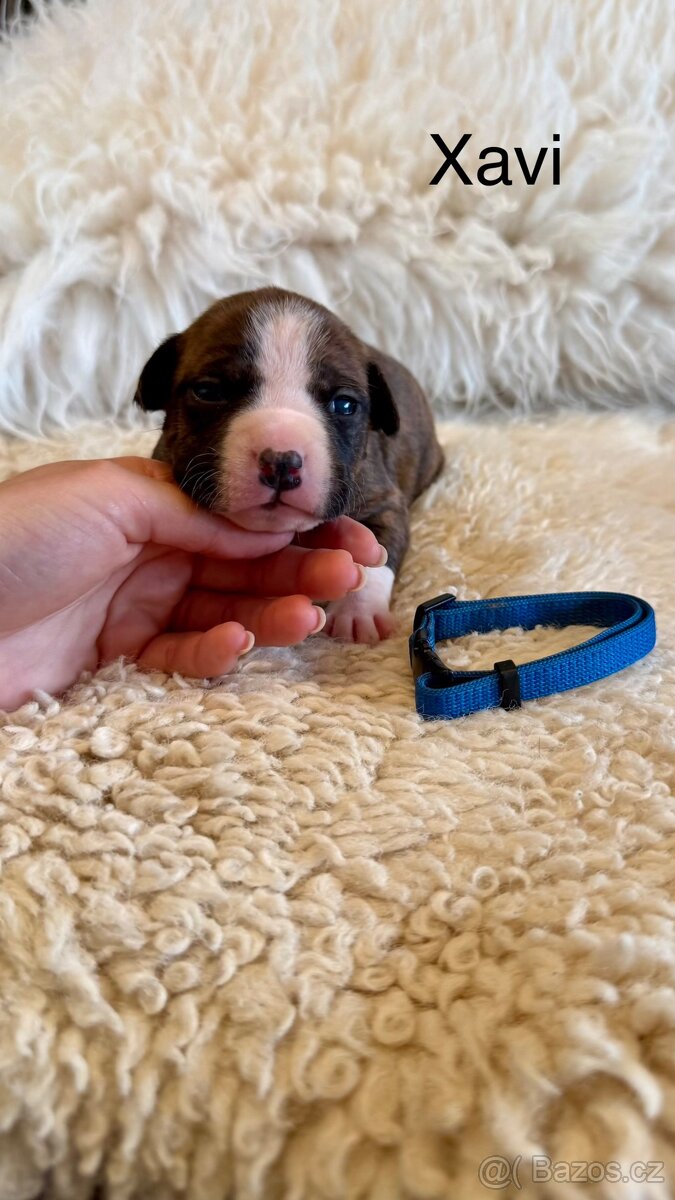 Americký stafordširský terier - 2