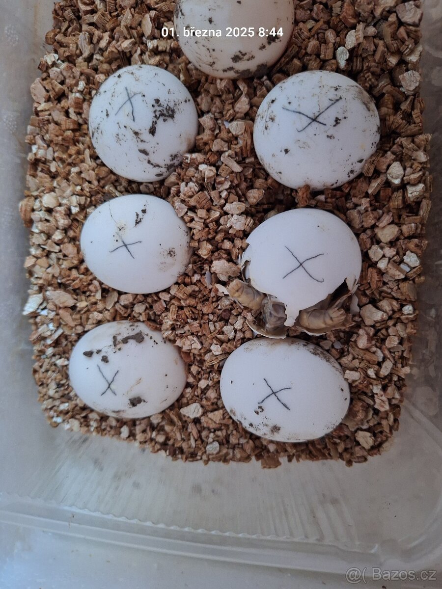 Suchozemská želva pardálí - Stigmochelys pardalis babcocki - 2