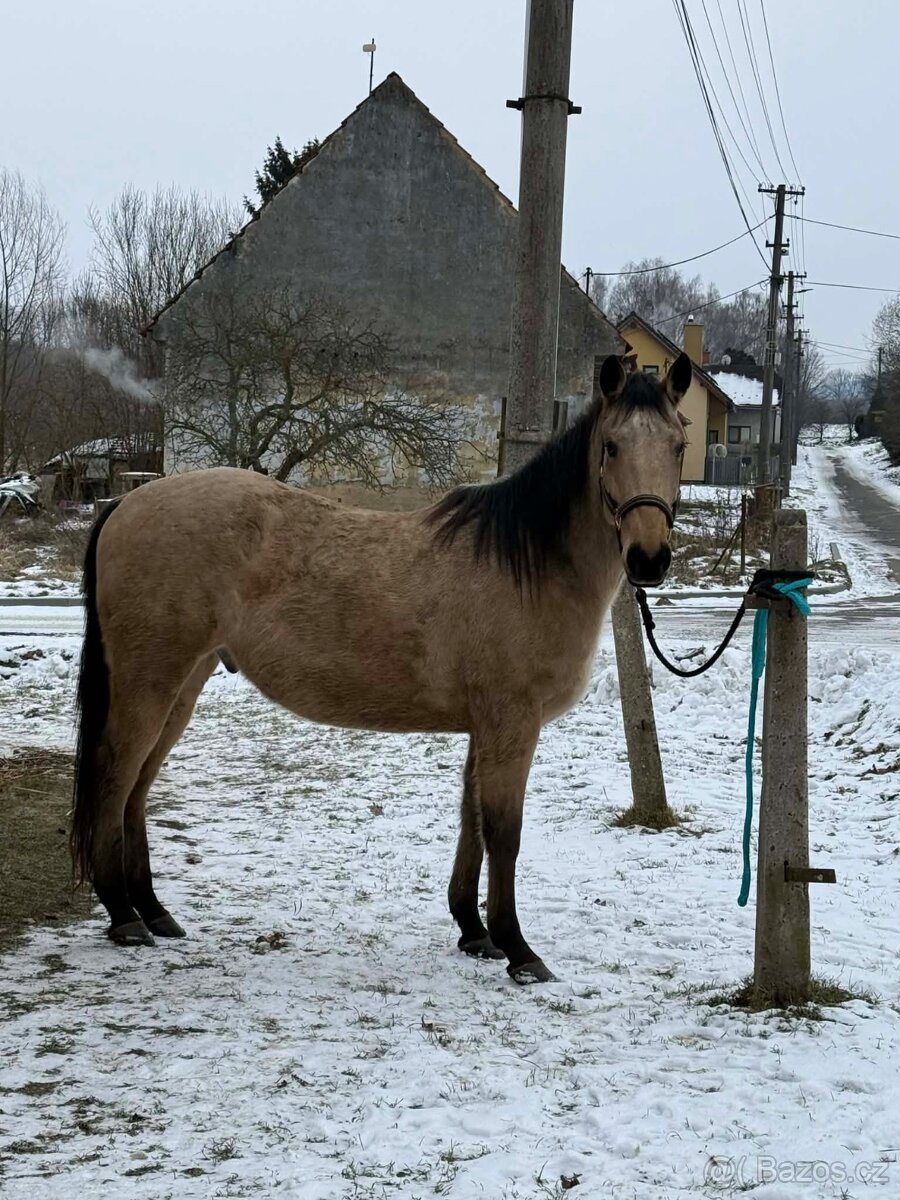 Prodám mladého valacha - 2