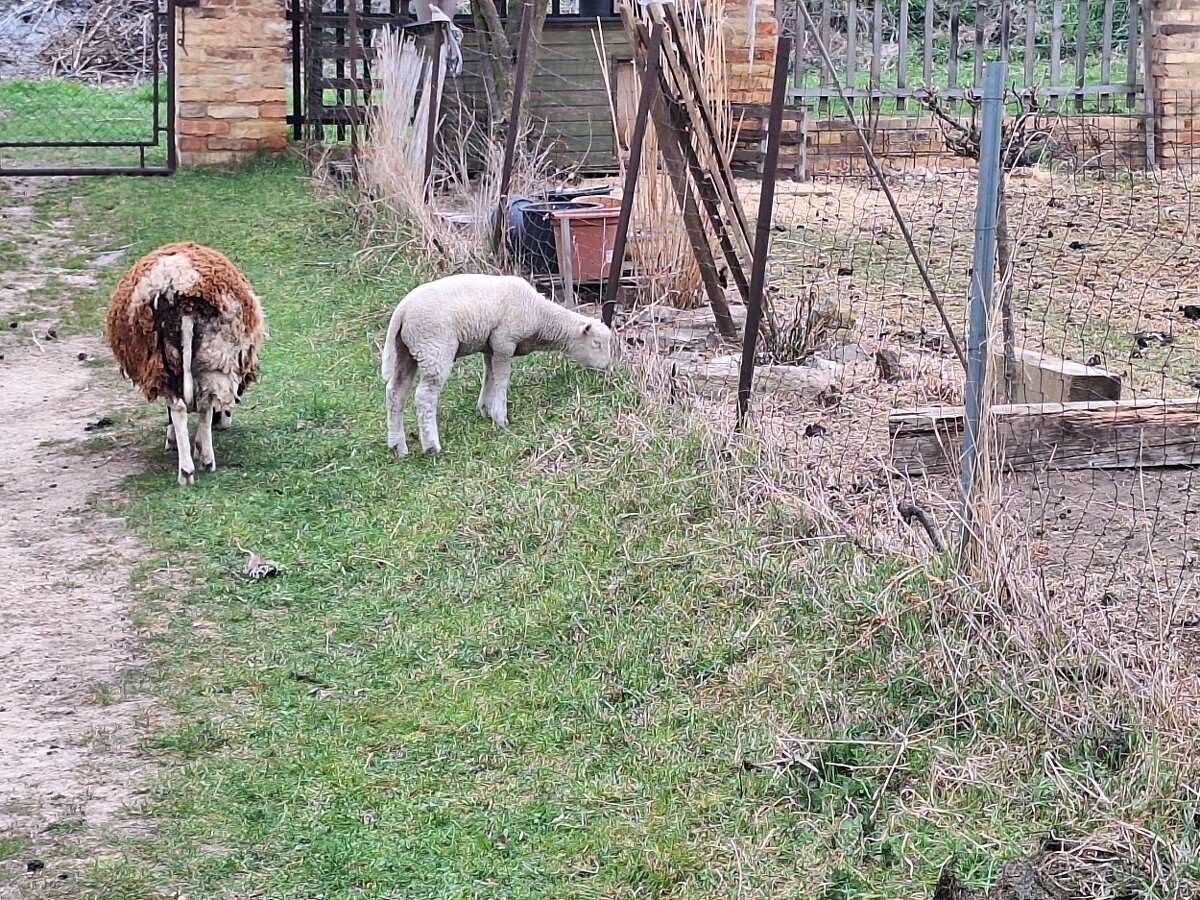 Prodám beránka - 2