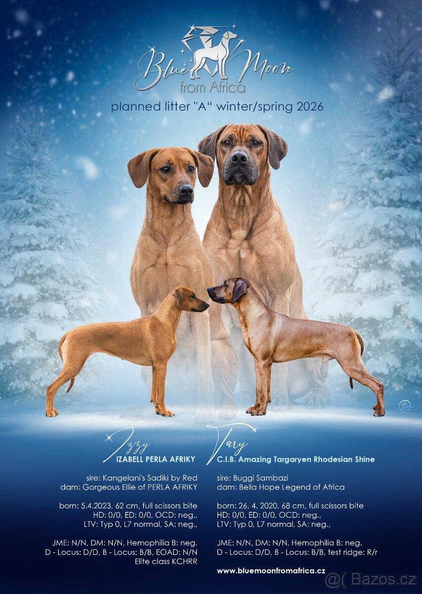 Rhodézský ridgeback s PP - 2