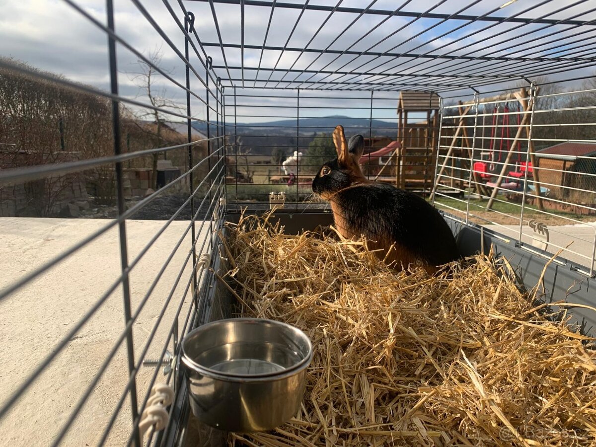 Králíček s rodokmenem - 2